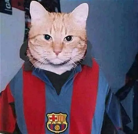 Gato con un pequeño traje de esmoquin