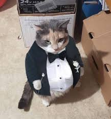 Gato con un pequeño traje de esmoquin